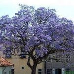 Jacaranda
